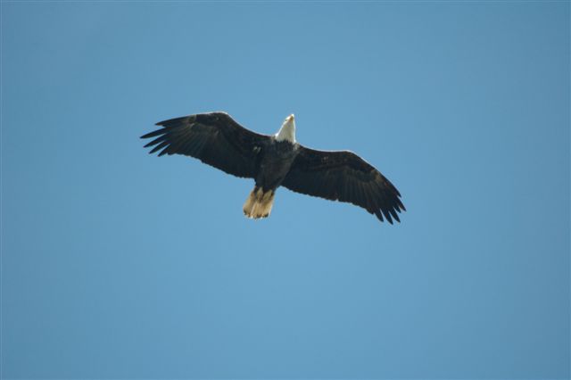 Bald Eagle soaring on deflective updrafts.